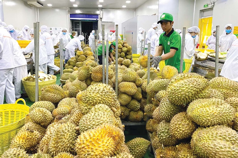 各亞洲市場加大對越南水果的進口力度